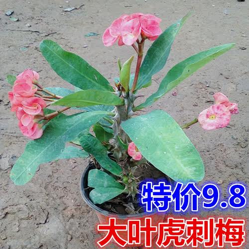 黄色虎刺梅大叶大花虎刺梅苗大颗盆栽铁海棠麒麟花卉室内四季开花_7折