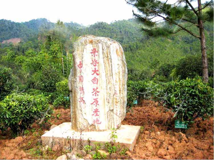 景谷大白毫饼云南普洱茶芽头月光白生茶秧塔大白茶老古树茶农直销