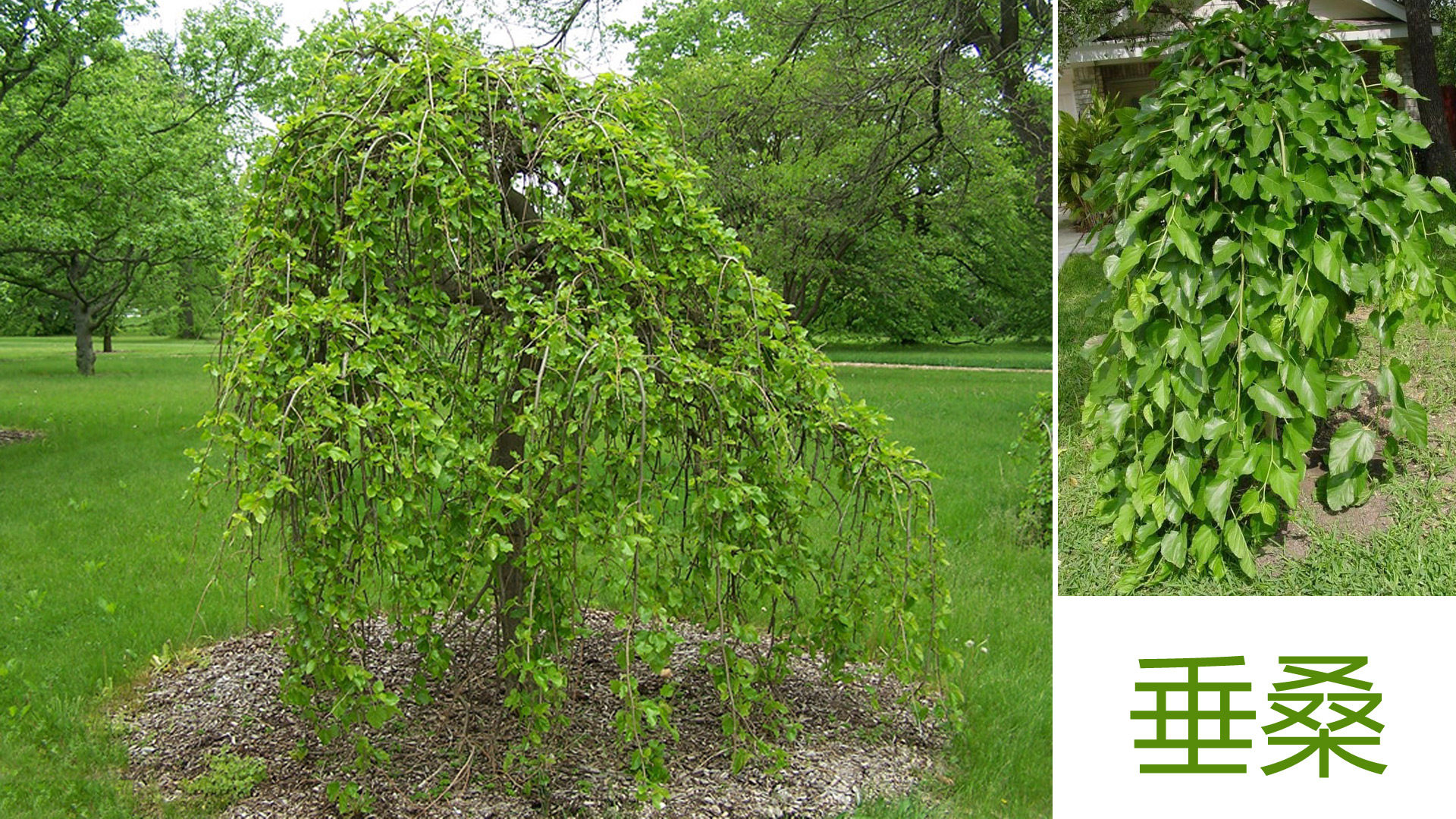 垂桑苗垂枝桑树苗观赏桑树品种枝条自然下垂