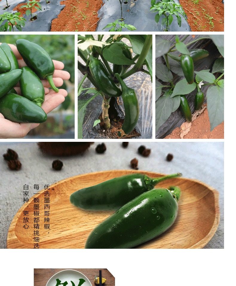 简妹墨椒剁椒鱼头调味品拌面自制青辣椒酱350g 即食