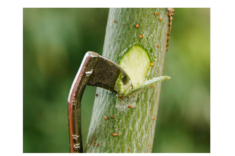 柚子树柑橘果树环割刀剥皮环剥刀荔枝葡萄桃树环剥刀0到8号全