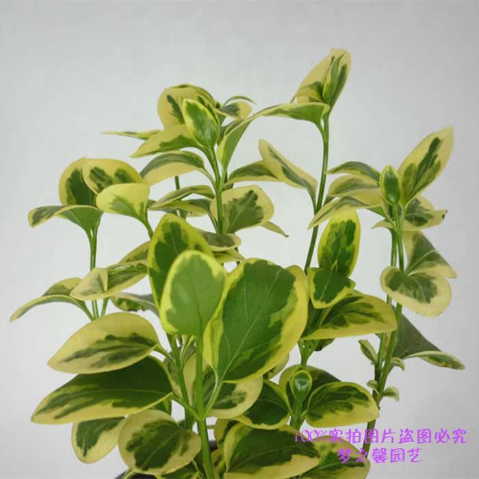 花叶蔓长春花吊兰庭院阳台垂吊花卉盆栽耐低温四季常青观叶植物