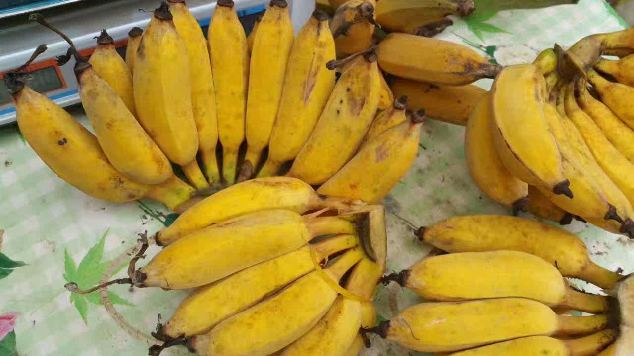 新鲜水果香蕉 小米蕉 西贡蕉 小芭蕉 皇帝蕉 苹