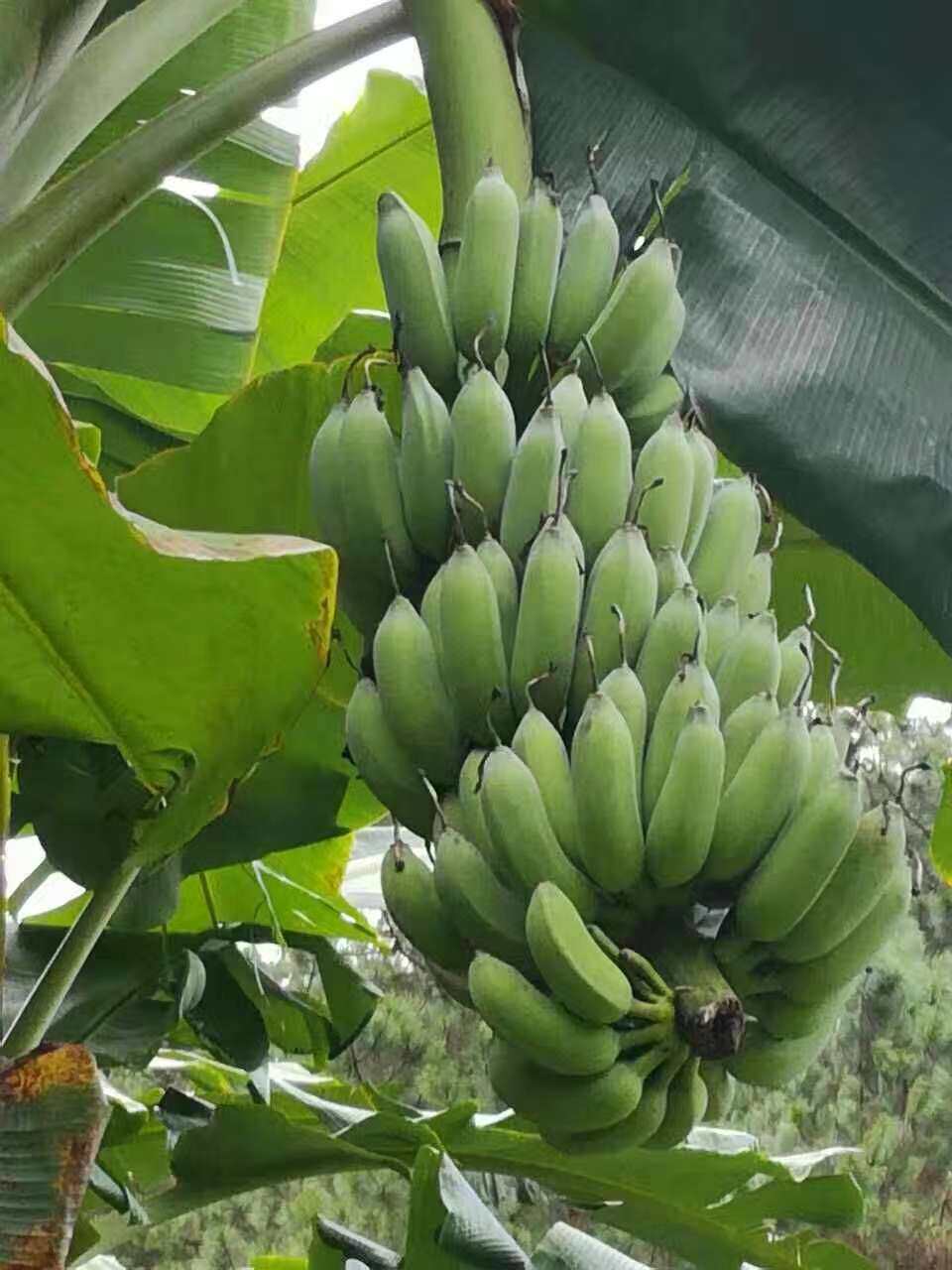 新鲜水果香蕉 小米蕉 西贡蕉 小芭蕉 皇帝蕉 苹