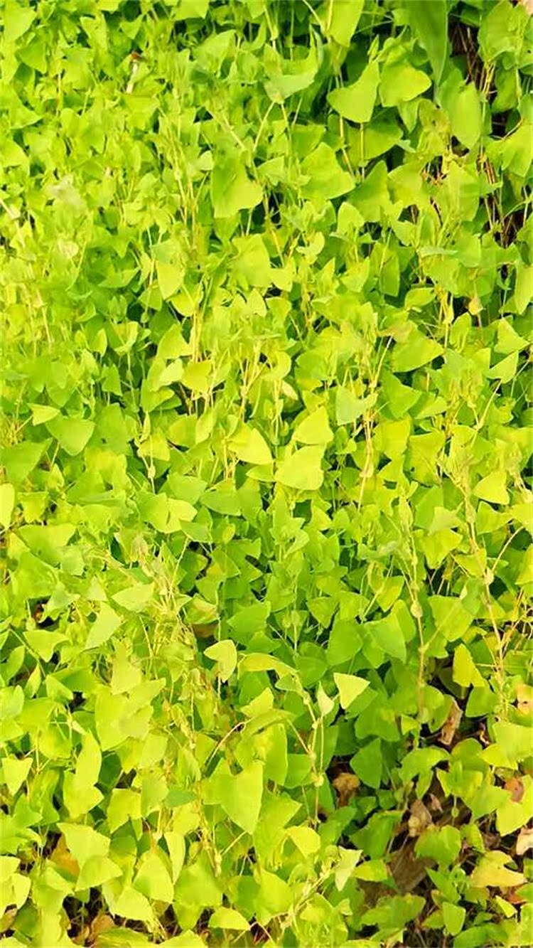新鲜野生猫爪刺扛板归草中药材刺藤退血草犁壁藤干品新鲜2斤包邮