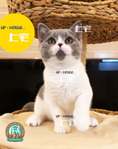 Shangzhai ▲ CFA purebred British short-haired kittens British short-haired Blue Cat blue and white living pet UO ▲ MM Australian blood