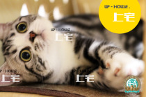 On the HOUSE UP-HOUSE ▲ CFA American shorthair cat beautiful short silver tabby plus white living cat ▲ LIN ▲ MM