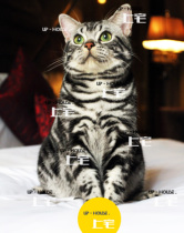 ▲ UP-HOUSE ▲ on the HOUSE CFA ▲ public display ▲ MOCHA ▲ American shorthair cat beautiful short silver tabby