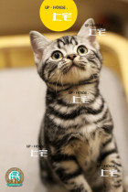Upper house U P-H O U S E.C. F A pure breed American short hairy cat beauty short silver tiger spotted living pet feline O E M MGM M
