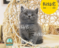 Royal cat house CFA ▲ British short-hairy cat British short blue cat living pet NICK ▲ matches blood GC straight son