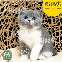Upper House CFA ▲ Thoroughbred British Shorthair Cat Race British Short Blue Cat Blue and White Living Pet Kitten Dona▲ MM