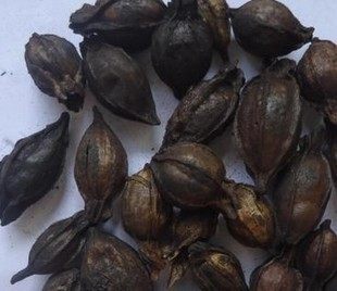 中药材野生500g克炒栀子天然栀碳山栀正品新货白蟾精选焦栀子