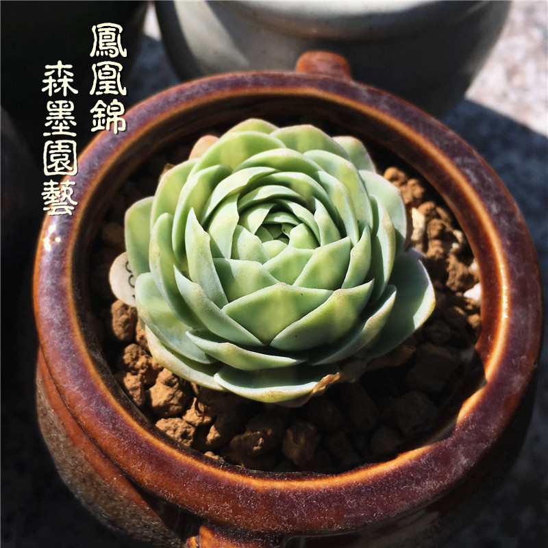 多肉植物#关于多肉为什么会长气生根