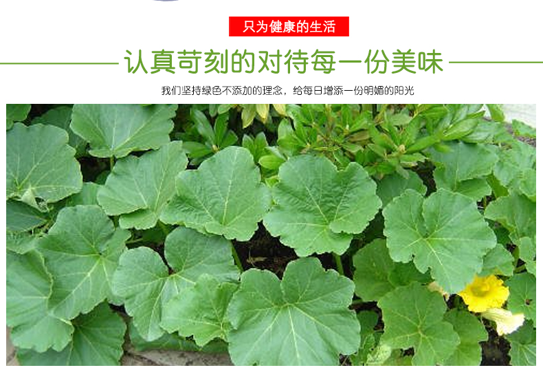 云南新鲜贝贝南瓜板栗味新鲜蔬菜宝宝辅食贝贝