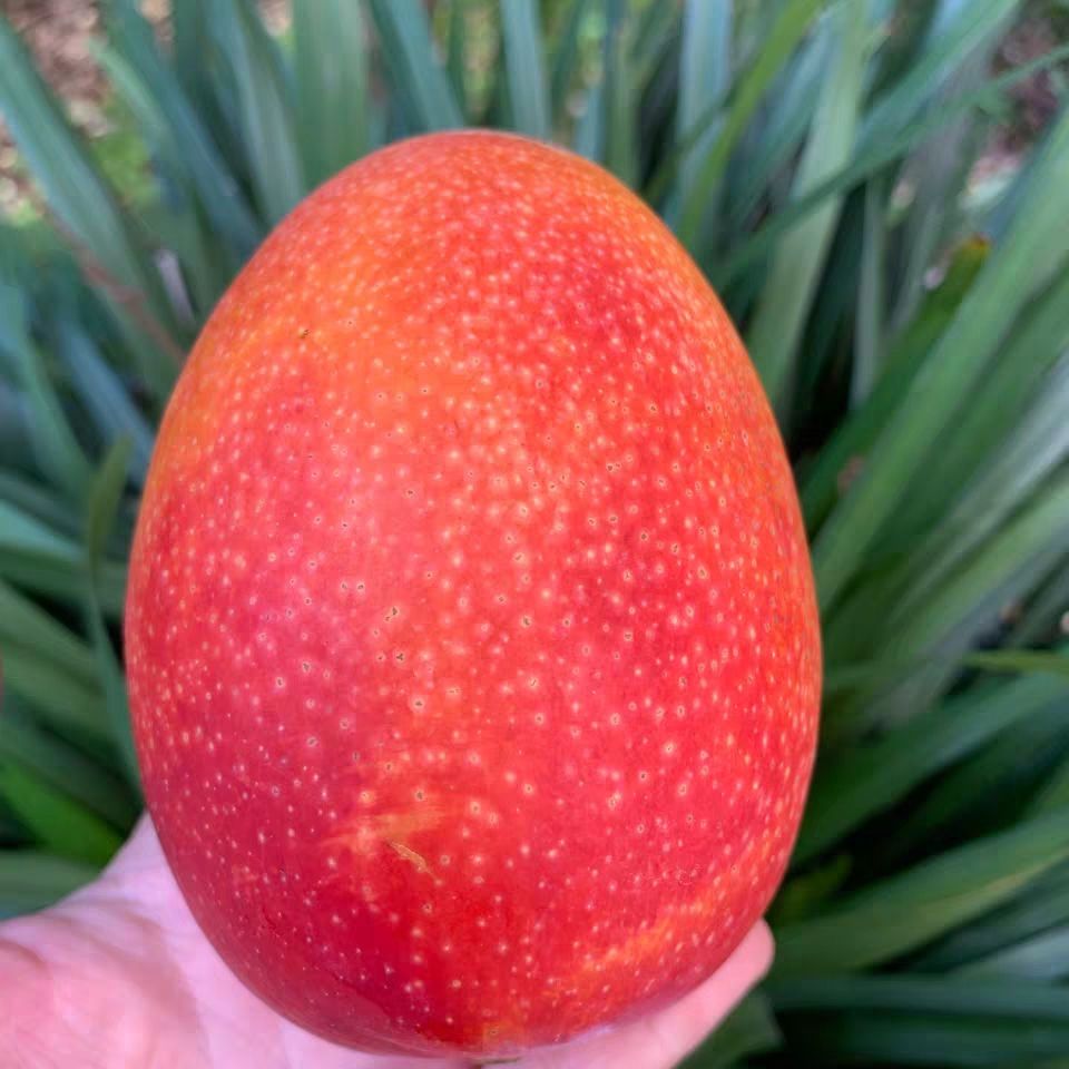 北京包送 台湾爱文芒果原箱5斤59颗进口芒果苹果芒新鲜孕妇水果