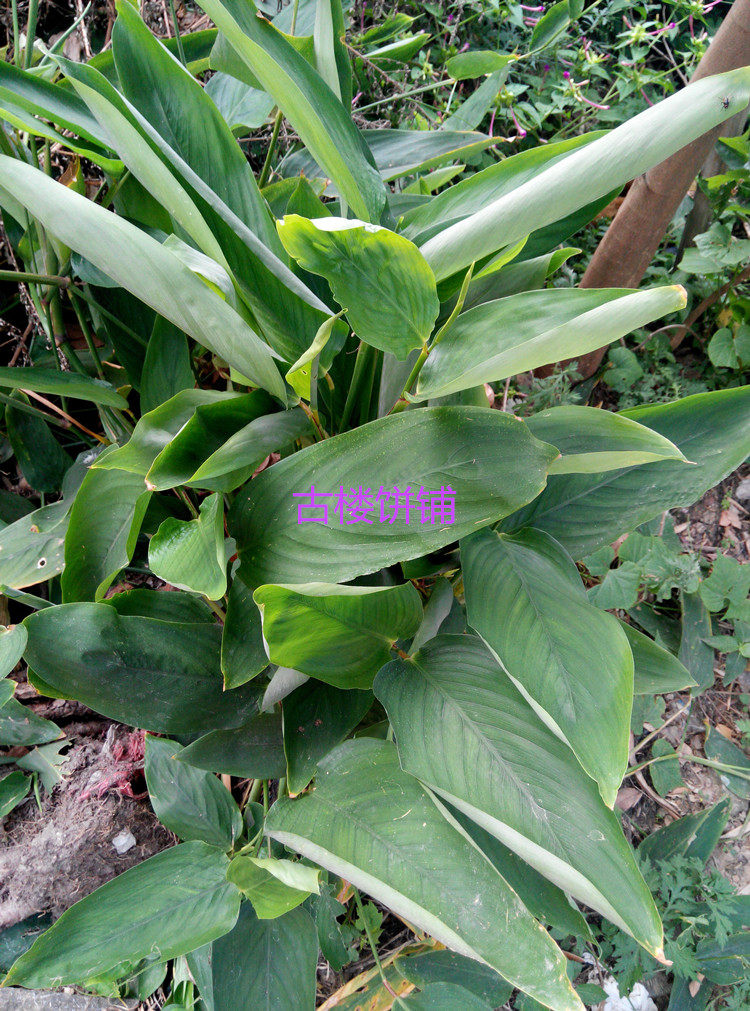 新鲜冬粉薯竹芋薯冬笋薯沙谷米冬薯粉冬芋竹头薯清肺止咳500克