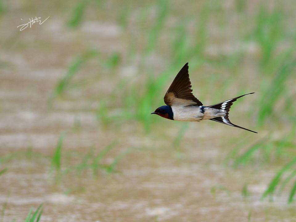 这个春天用蕾丝袜配女儿的小皮鞋 春天来啦!万物复苏,又到了动物.