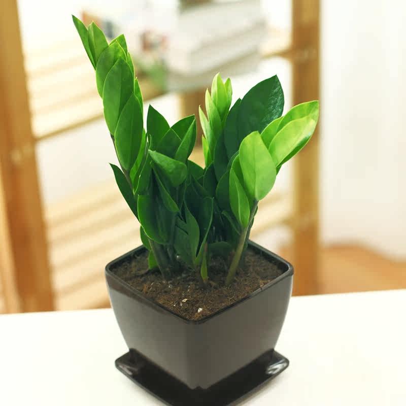 金钱树盆栽摇钱树四季绿植花卉盆栽 办公桌植物 室内盆栽四季常青