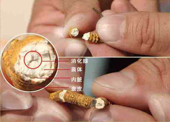 揭秘触目惊心的虫草造假手段