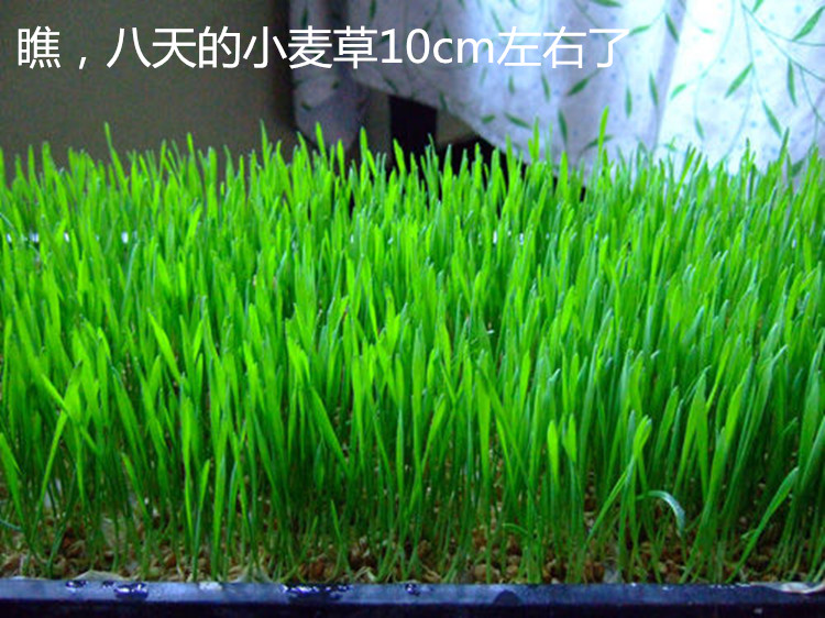 富硒小麦草绿色新鲜小麦苗榨汁小麦苗草全天然农家种植做青团酵素