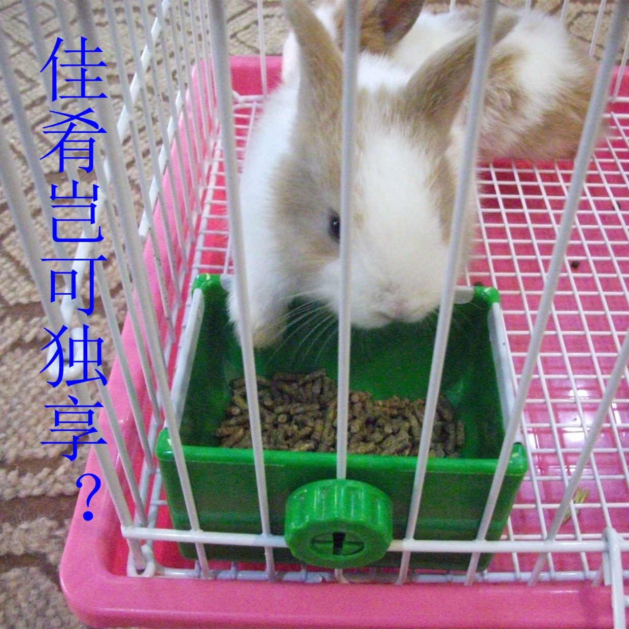 宠物兔子幼兔成兔垂耳兔美毛除臭抗球虫兔兔饲料粮食食物主粮1kg_7折