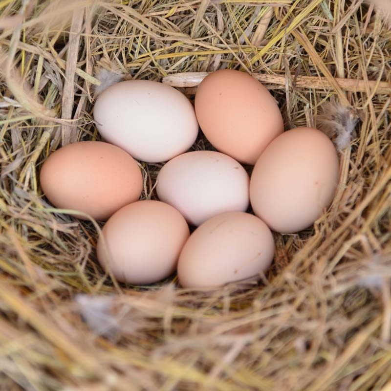 vegetable farmer 40 pieces of soil eggs, farmers -range fresh raw eggs, stupid eggs, firewood eggs, grass eggs are now available