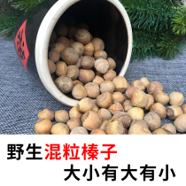 Wild Hazelnut Snows of the Shiri Squirrel Food Food Eat the Lord Yellow Mountain main food main grain Nutrient Feed Grinders