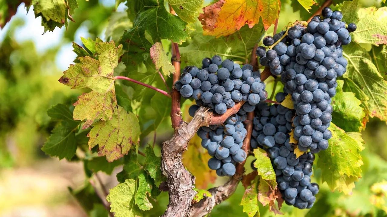 红葡萄酒中的娇贵皇后黑皮诺