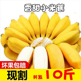 guangxi millet banana banana fresh 10 kg banana fruit fcl is not banana emperor banana 5