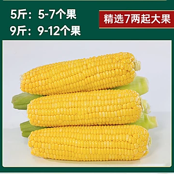 【5斤】广西太阳花水果玉米甜糯速食[10元优惠券]-寻折猪