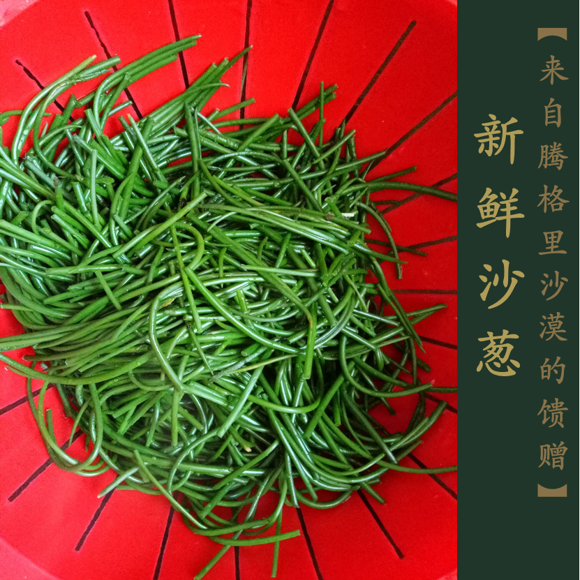 甘肃民勤特产新鲜野生沙葱蔬菜野菜下饭菜开胃菜5斤保温箱装包邮