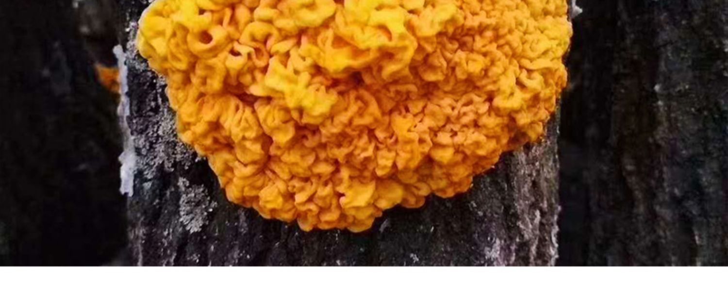 新鲜金耳菌云南金耳黄耳半野生黄金木耳金银耳活银耳黄耳菌黄木耳