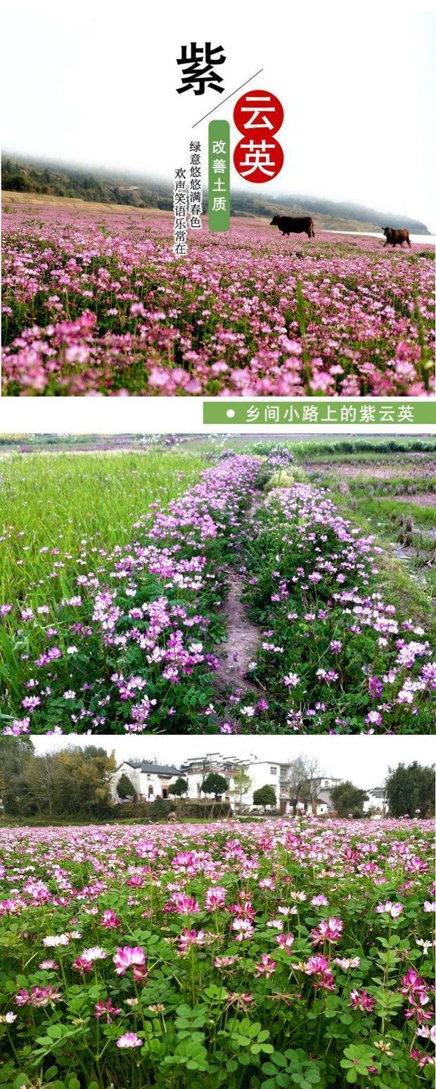 紫云英种子 果园绿肥草种子 红花草 蜜源植物 牧草草籽 养蜜蜂 林业