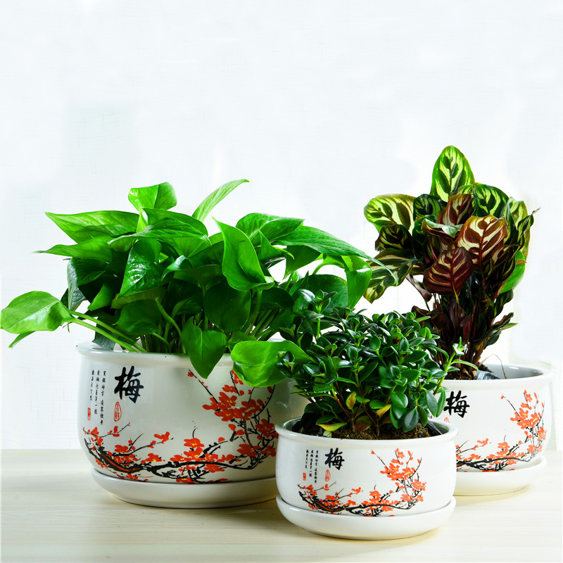 ZhuoJie fleshy flowerpot flower of bracketplant of the ceramic with extra large tray was contracted, the plants indoor household package mail