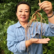 Live special shooting Changbai Mountain fresh ginseng