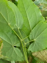 Authentic Epimedium Villensis Seedlings From 100 Seedlings