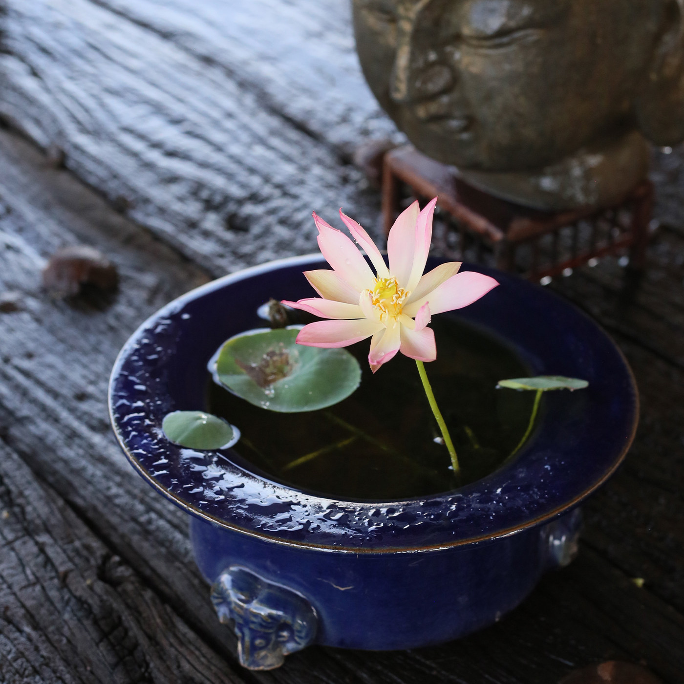 碗莲种藕微型小荷花块根茎带花带芽苞水生迷你小莲花苗室内外花卉详情
