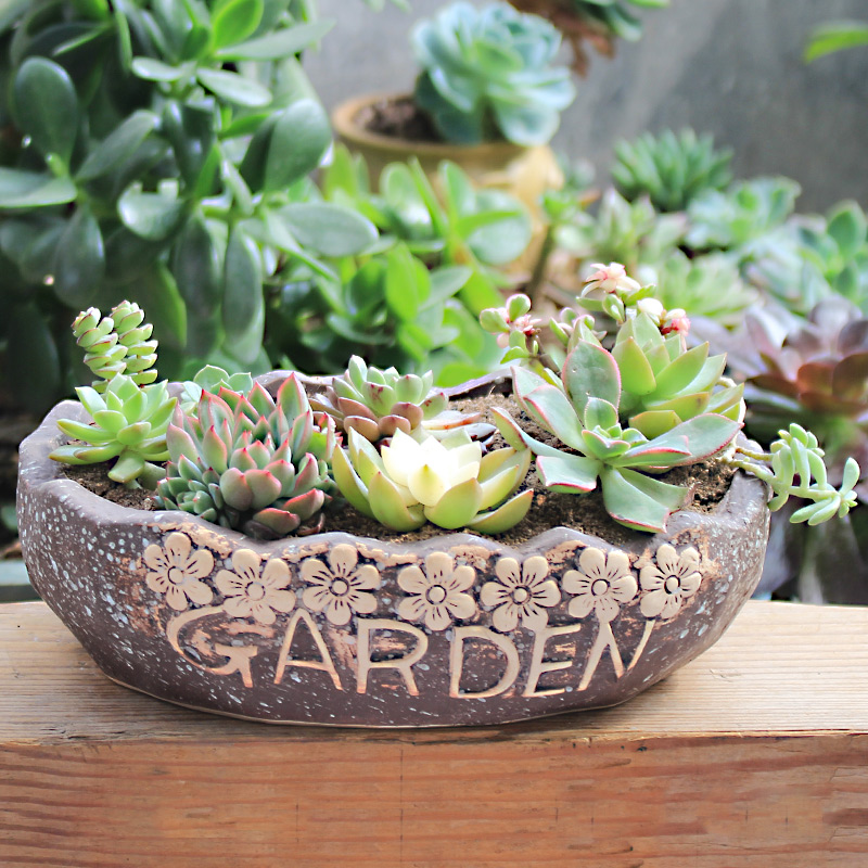 Fleshy specials Fleshy plant POTS exchanger with the ceramics flower POTS, large diameter household oversized spell basin coarse TaoQing bin restoring ancient ways