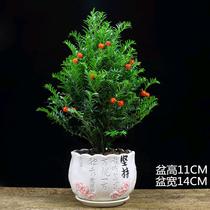 Yew Potted Plant Purified Air Office Easy To Live Season Evergreen Green Plant Suction Formaldehyde Bonsai Radiation Protection