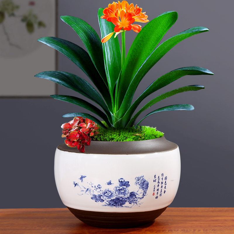 Blue and white porcelain flowerpot more meat special butterfly orchid with tray was creative large - sized ceramic basin of bracketplant, green potted orchids