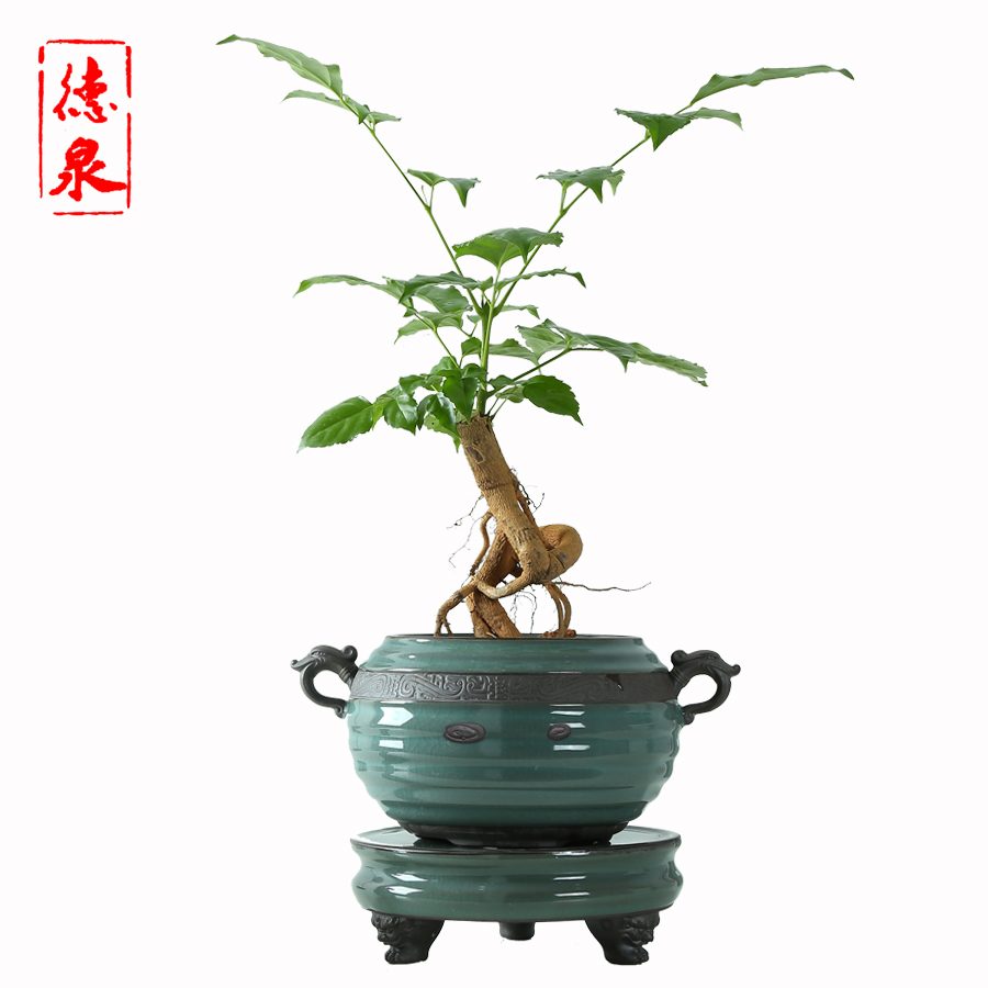 The elder brother of The ceramic up gardenia breathable restoring ancient incense asparagus in nine Chinese rose, creative large tray jasmine flower POTS