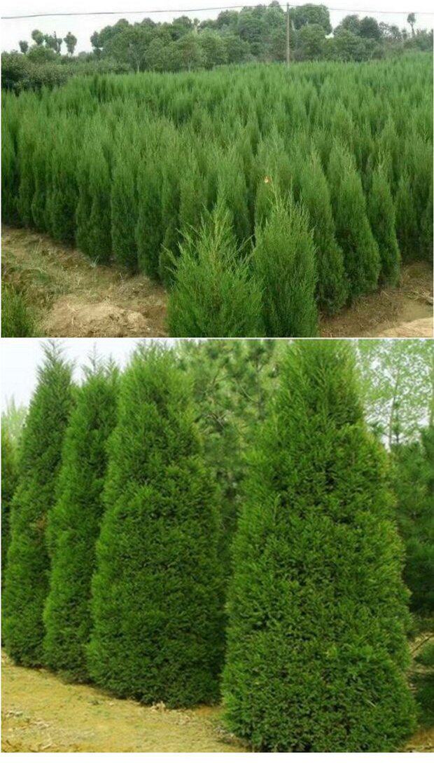 批发墓地松扫墓树苗松柏侧柏桧柏树蜀桧宝塔松柏树小苗南北方盆栽