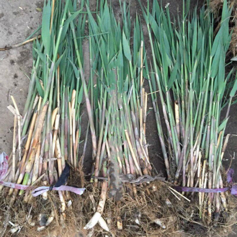 批发新鲜芦苇苗根苗芦苇草植物小苗 花叶芦竹 水生挺水南北方种植