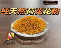 Pure natural bees collect pollen multiple flower peony Xuanfeng vitamins to improve immunity parrot snacks
