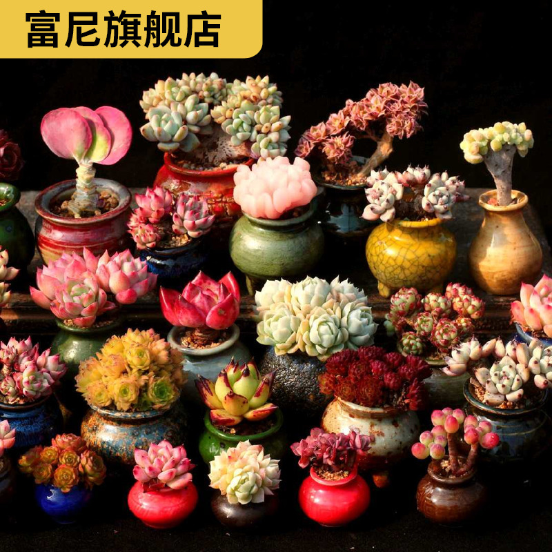 Rich, manual small coarse pottery accused of jingdezhen, fleshy raise hand basin, thumb thumb pull embryo pot basin