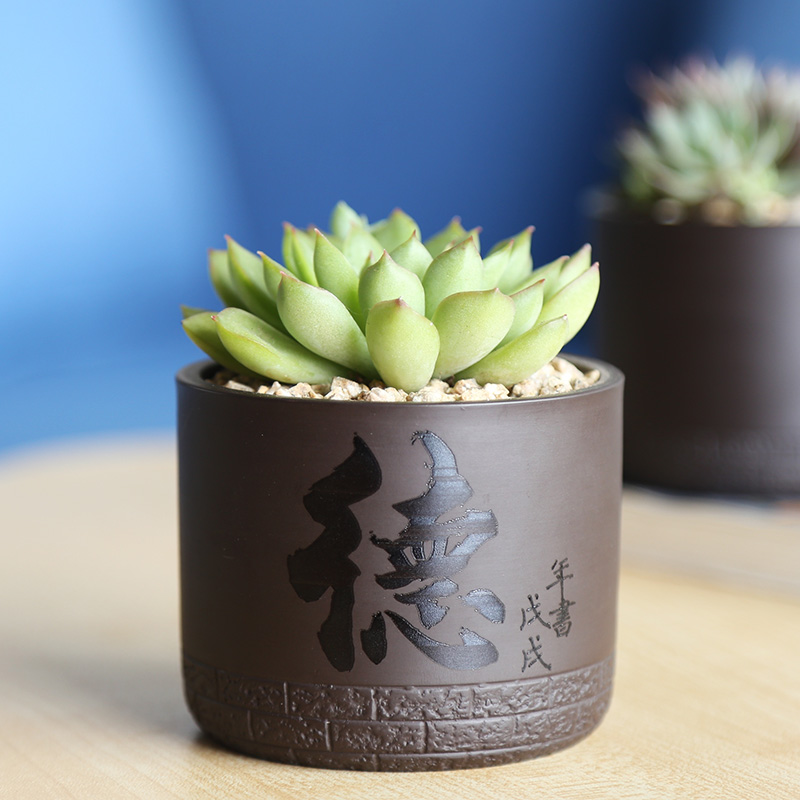 Fleshy flower pot in creative ceramic custom engraving LOGO text breathable contracted the desktop, the plants potted violet arenaceous basin