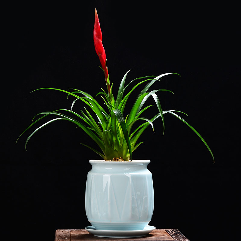 Ceramic POTS creative contracted move desktop green plant more meat pot pot, bracketplant money plant orchid of blue and white porcelain basin