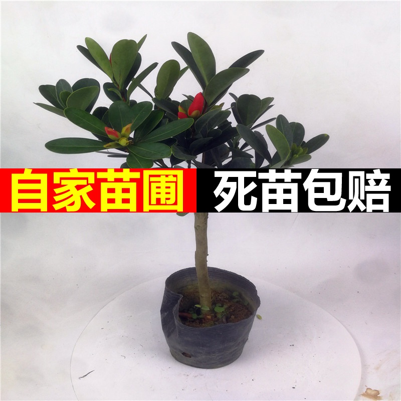 Four seasons green plant rhododendron camellia flowers potted grafting the nice flowers, green potted a balcony is suing the court