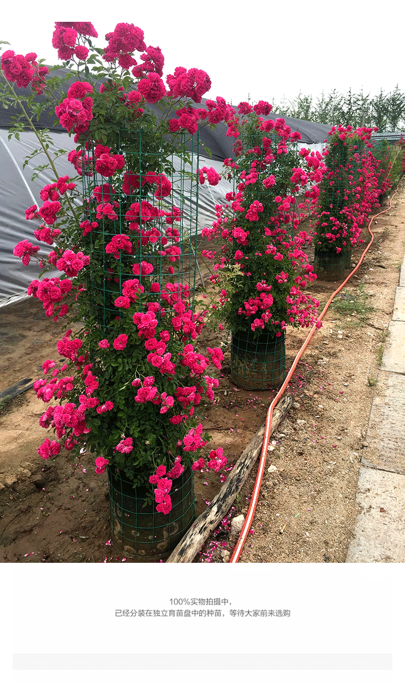 黄木香花爬藤植物大苗浓香四季红木香蔷薇花苗庭院攀援白木香花苗