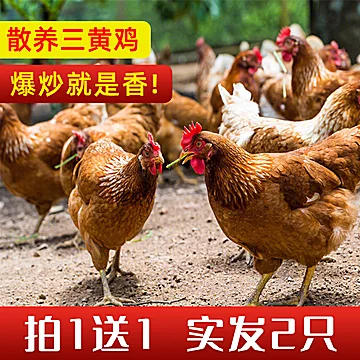 【筱诺生鲜】农家散养土鸡2只[10元优惠券]-寻折猪